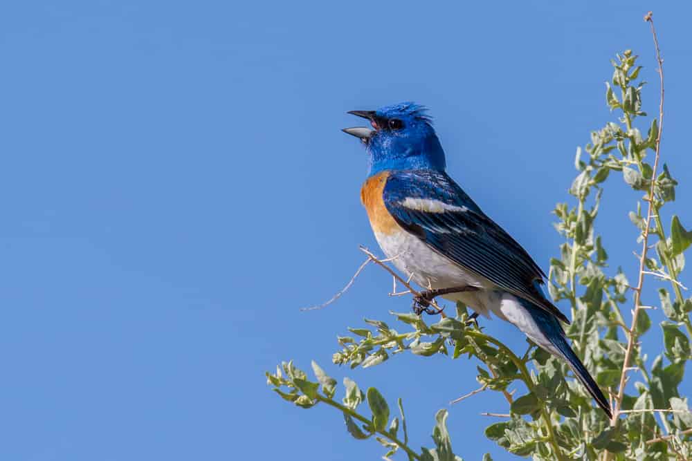 lazuli bunting