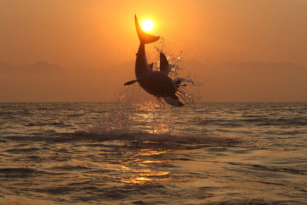 Great White Shark Jumping