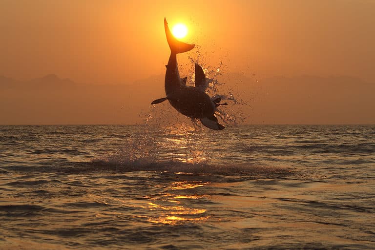 Great White Shark Jumping