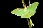 Luna moth