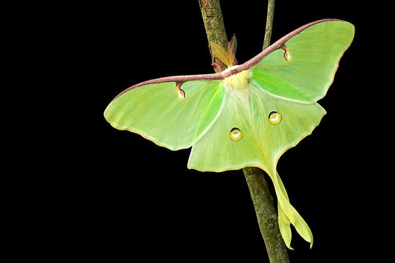 Macro of a luna moth against black background. The moth is bright green with golden yellow false eyes visible on its hindwing. Its top wings are edged in russet along the top. The moth is perched on a wing.