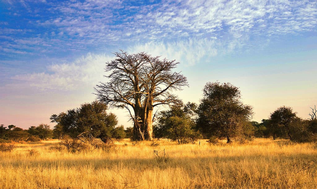 Glencoe Baobab