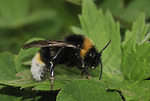 Southern cuckoo bumblebee
