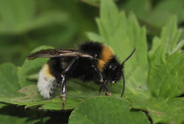 a vestal cuckoo bumblebee on a green leaf/ The bumblebee is horizontal in the frame, facing the right.
