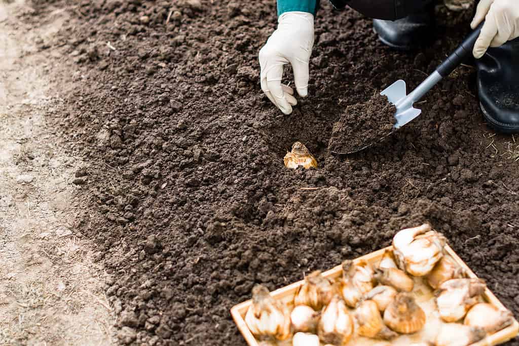 Planting Daffodil Bulbs