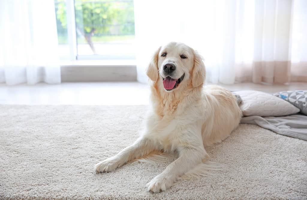 cute dog on the carpet