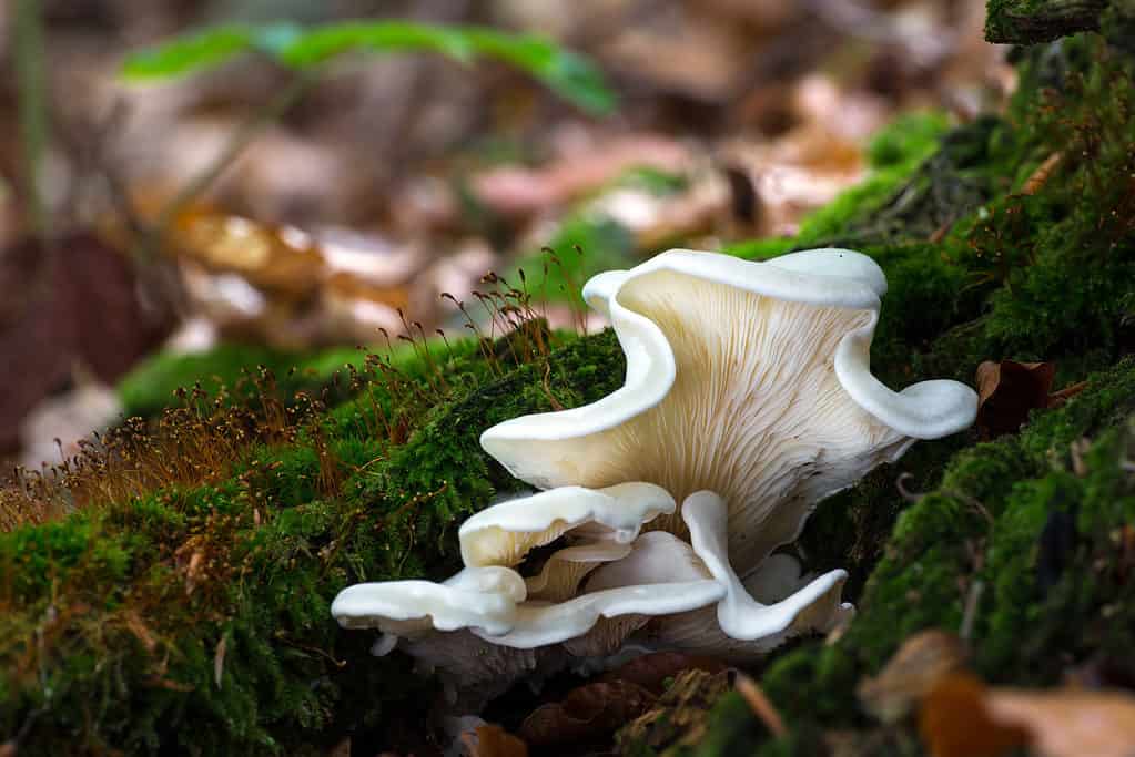 Angel wing mushrooms are toxic