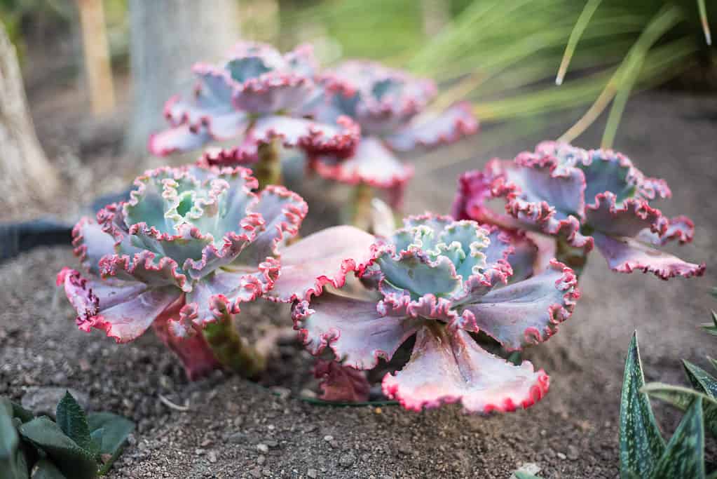 Echeveria 'Neon Breakers'