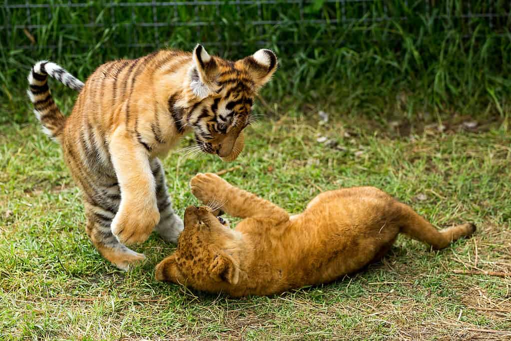 Young lion playing with tiger cub