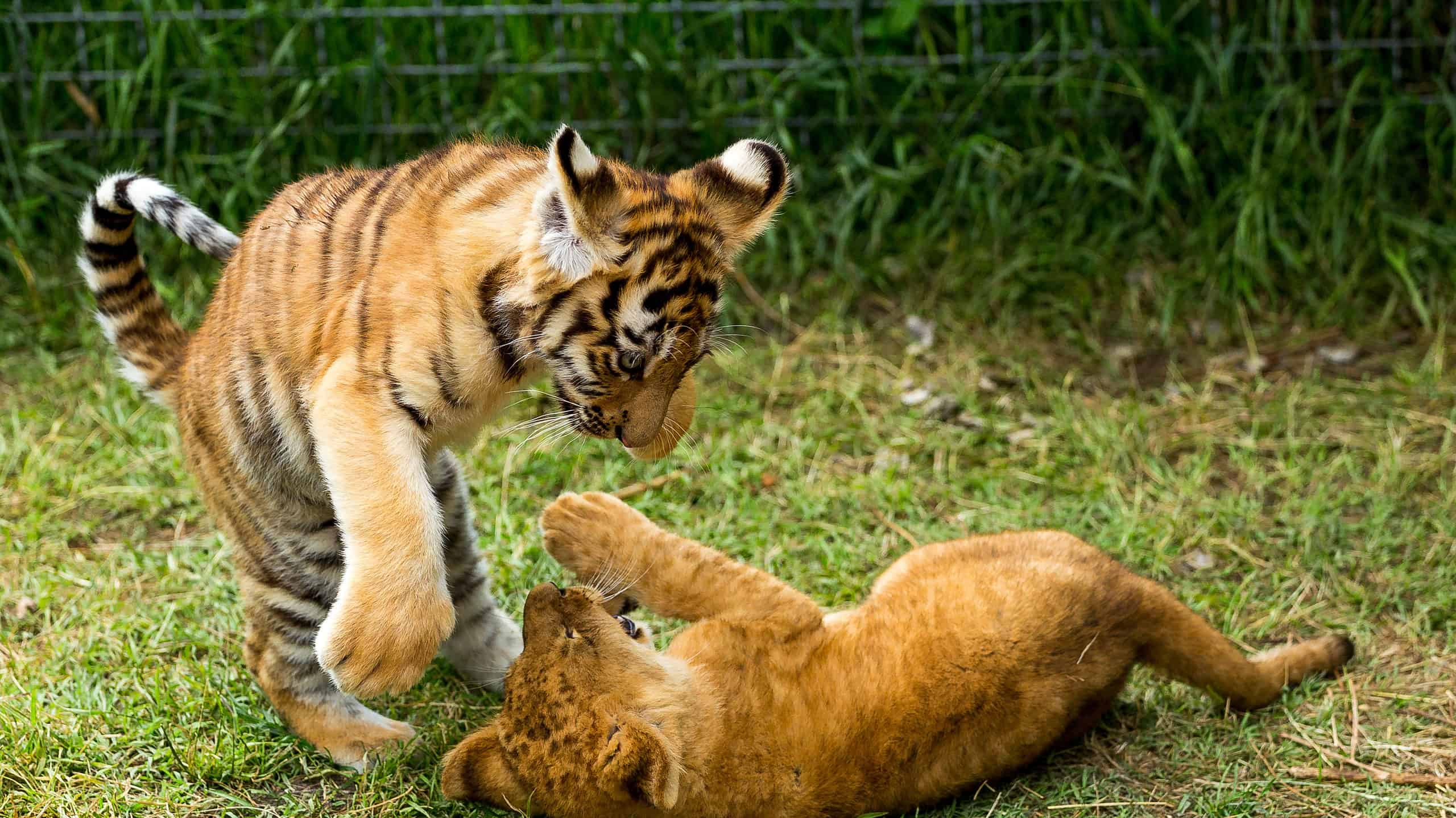 young lion playing with tiger cub