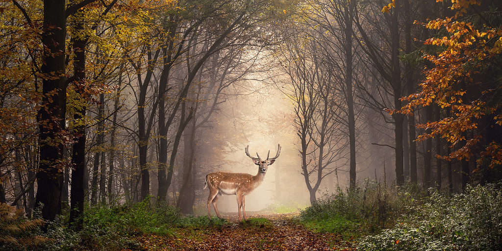 Fallow deer standing in a dreamy misty forest