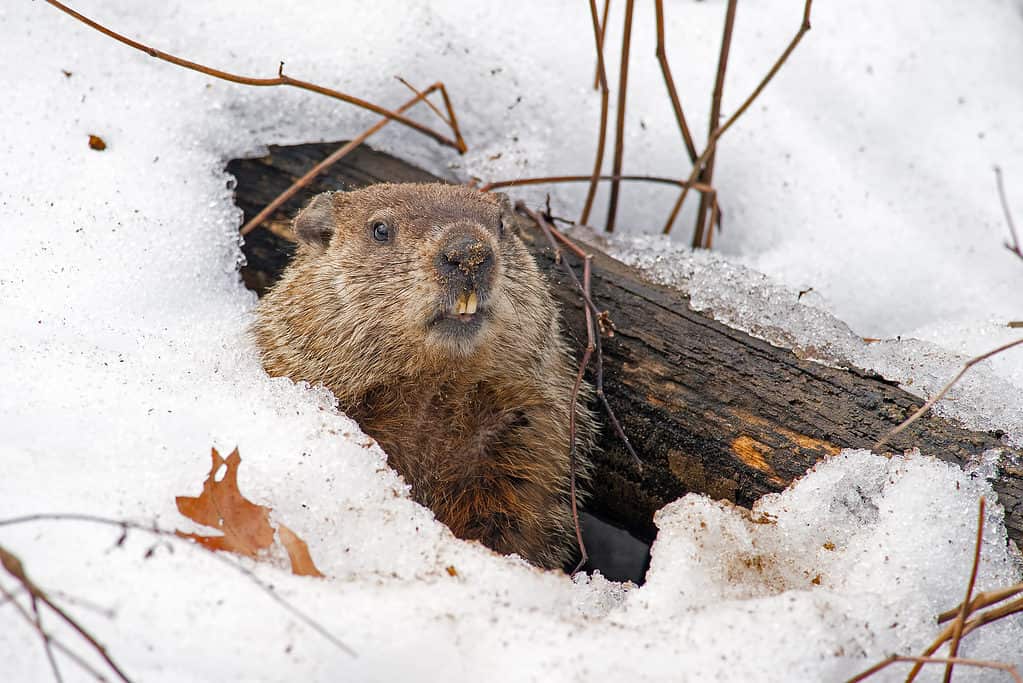 Groundhog emerging from winter den