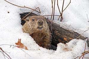 Torpor vs. Hibernation: Which is Better for Animals to Survive Winter? Picture