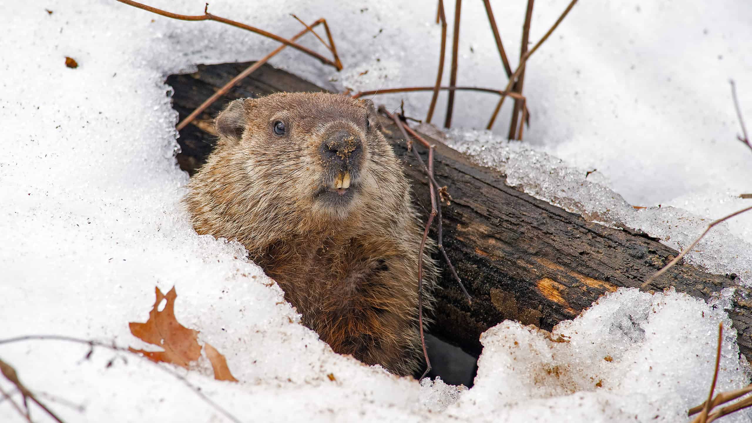 Groundhog emerging from winter den