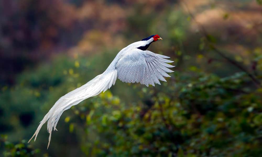 silver pheasant