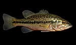 Spotted Bass