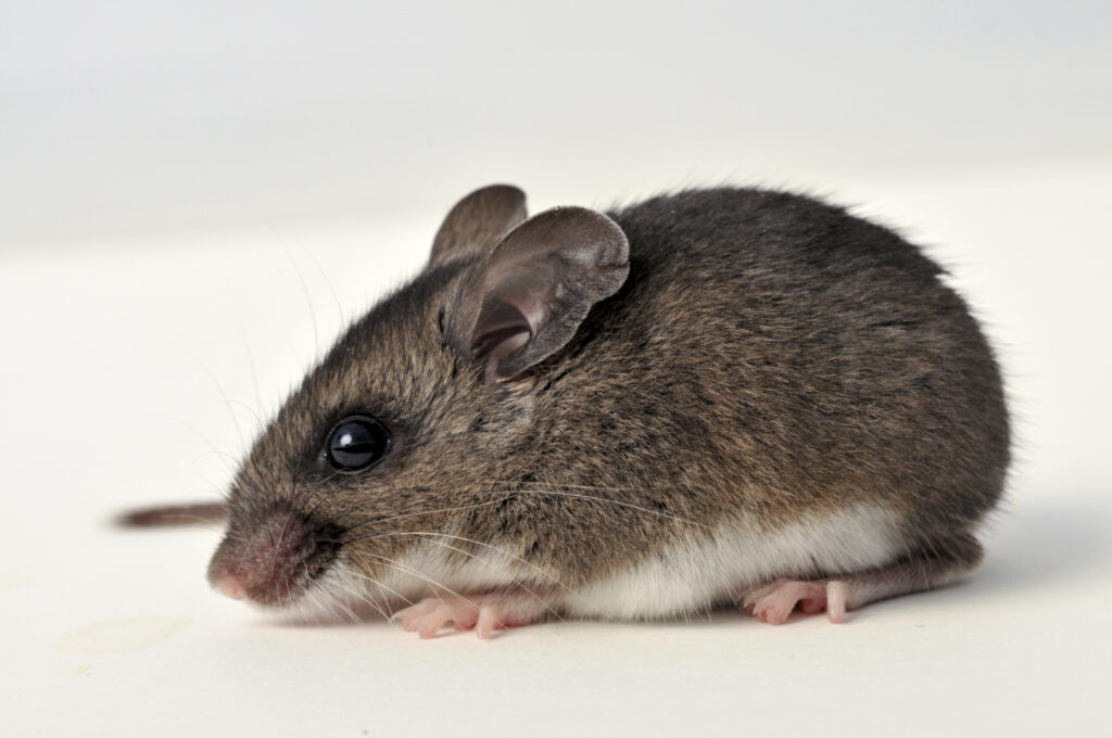 Side view of a deer mouse on a white background.