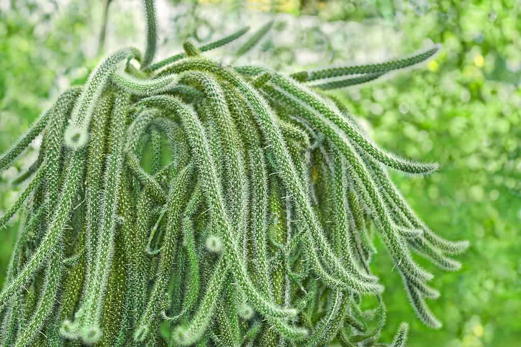 Close-up of a rat tail cactus