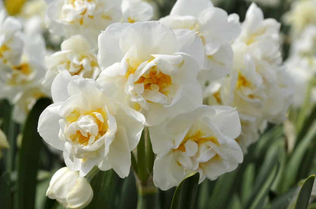 'Bridal Crown' Double Daffodils