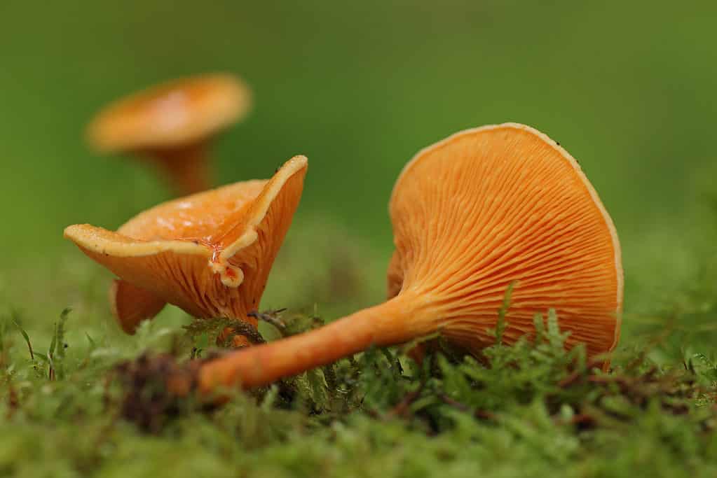 False chanterelle (Hygrophoropsis aurantiaca) mushrooms