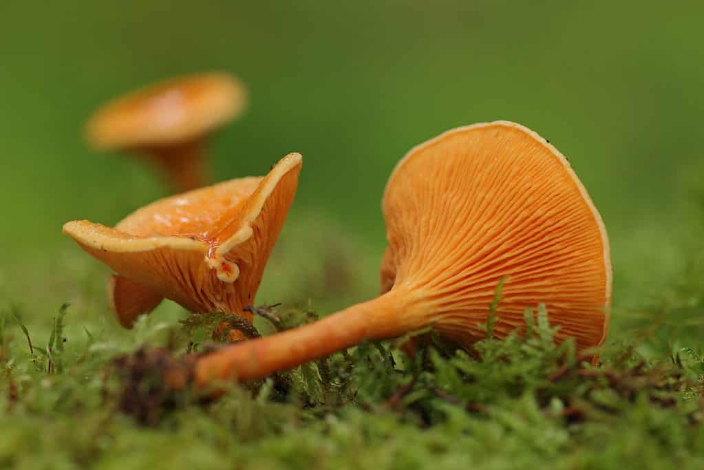 False chanterelle gills