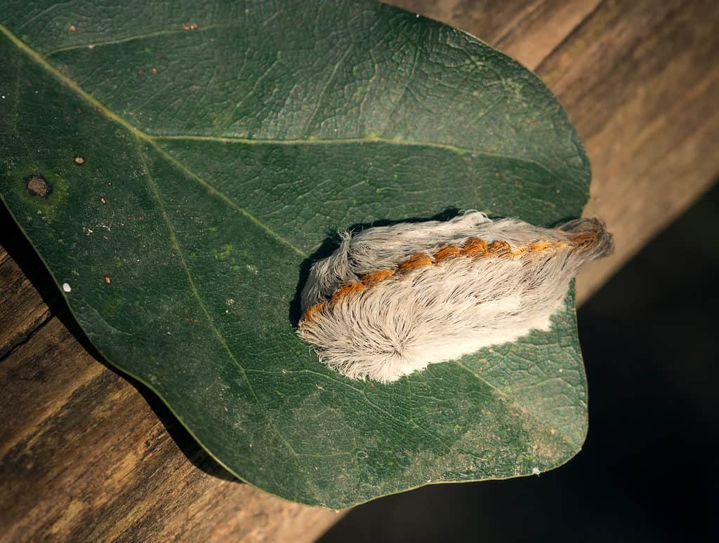 Caterpillar of the Southern flannel moth on oak leaf. The caterpillar is cover in light hairs with a rusty-orange strip dissecting the length of its body. It is on a green oak leaf.