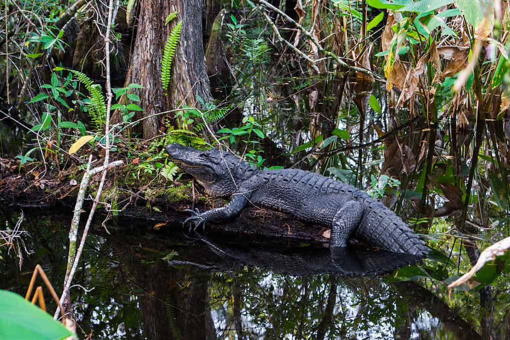 Alligator at Everglades National Park, Florida