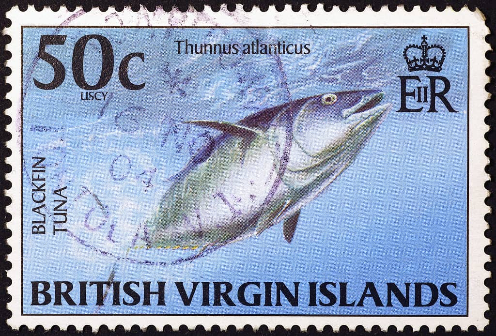 Blackfin tuna on a stamp from the British Virgin Islands