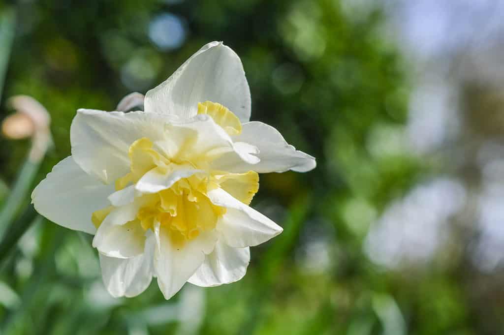 'White Lion' Daffodil