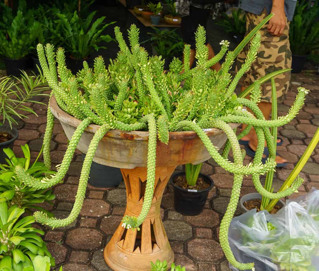 Rat tail cactus, Aporocactus flagelliformis