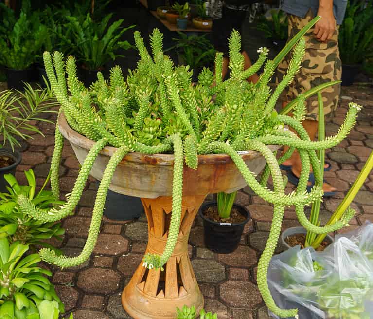 Rat tail cactus, Aporocactus flagelliformis