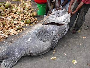 Discover 7 Spectacular Fish Found in Mali Picture