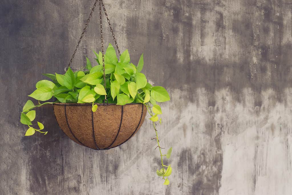 Pothos plant in hanging basket