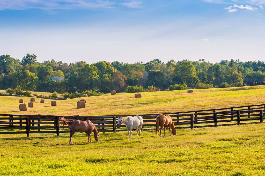 Horses at horse farm at golden hour. Country summer landscape in Kentucky.