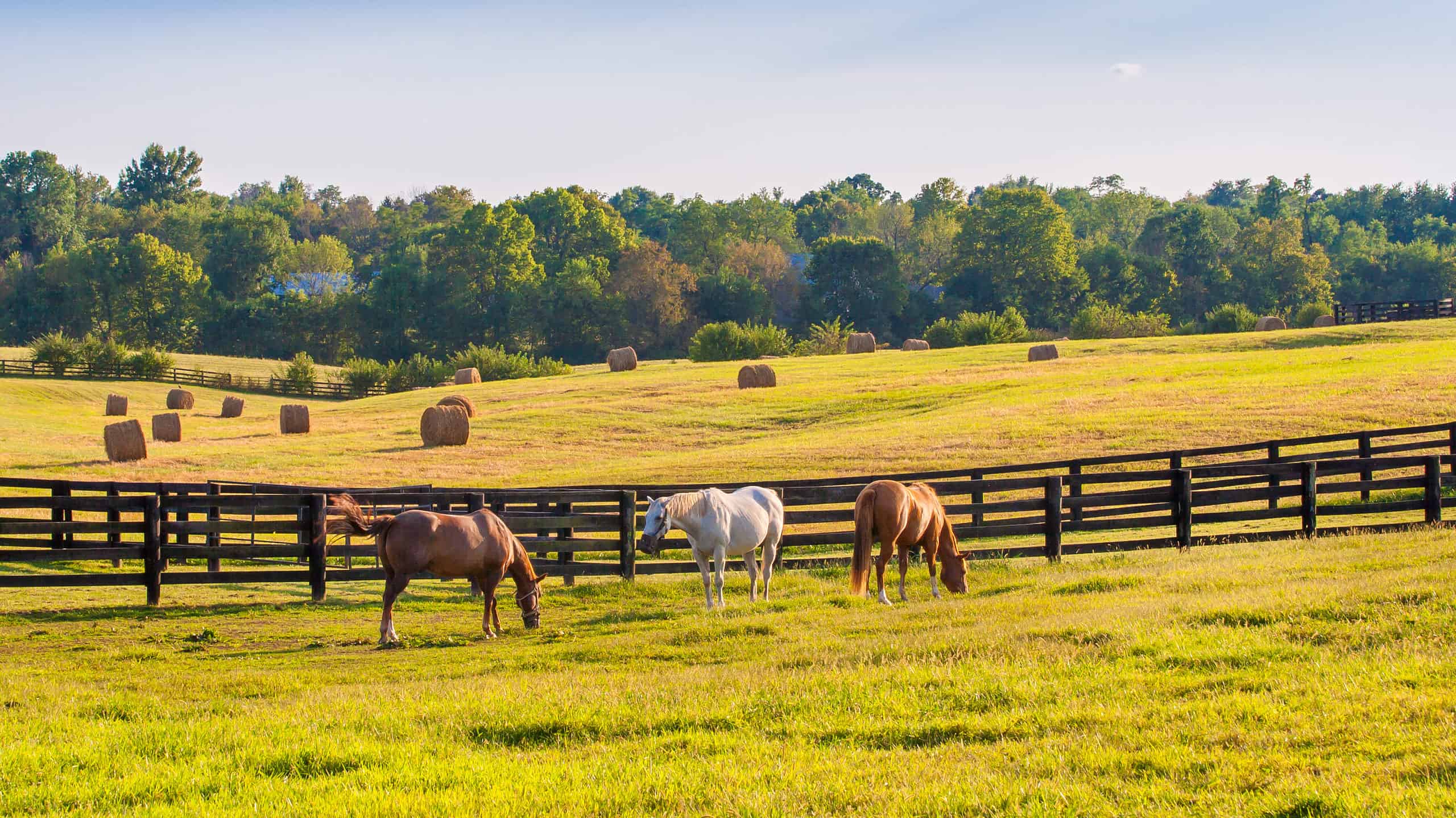 Horses at horse farm at golden hour. Country summer landscape in Kentucky.