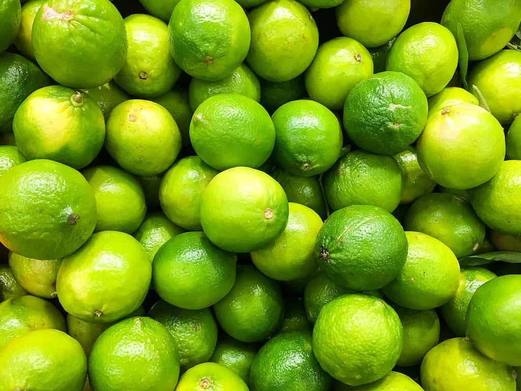 Lime Citrus Fruits In Fruit Market