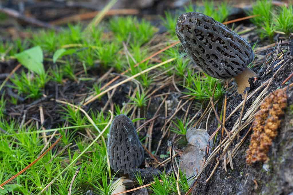 Burn morels