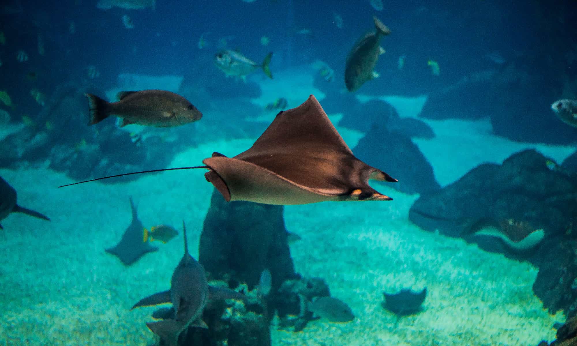 10 Amazing Animals That Are Endangered and Living in Florida - A-Z Animals