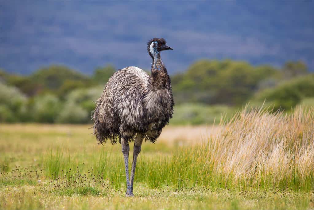 Emu in Australia