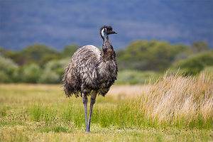 Discover the National Bird of Australia Picture