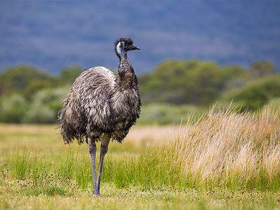 A Rogue Emu in Boston Has Evaded Authorities For Over a Week