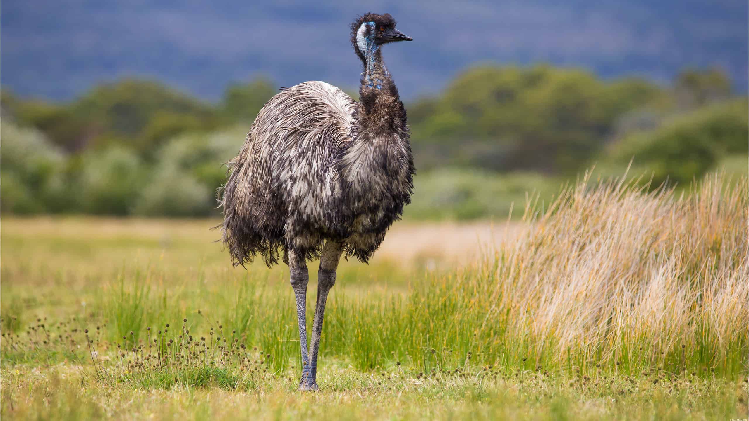 Emu in Australia