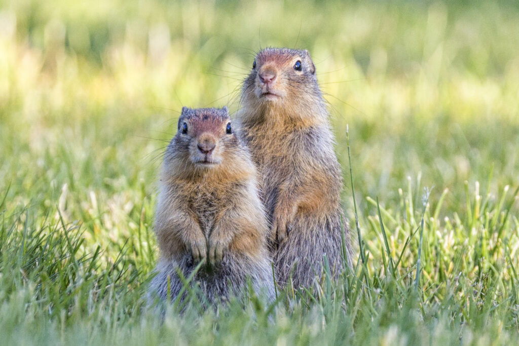 A pair of ground squirrels standing in green grass.