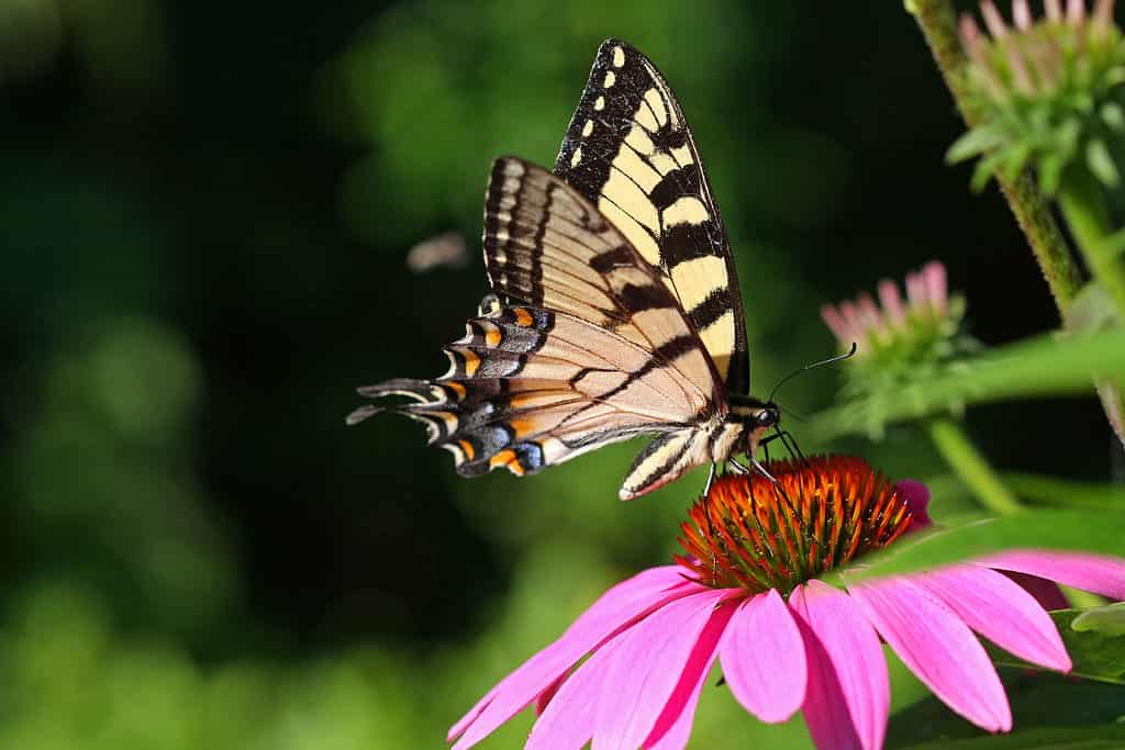 A photograph of an Eastern tiger swallowtail feeding from a purple coneflower