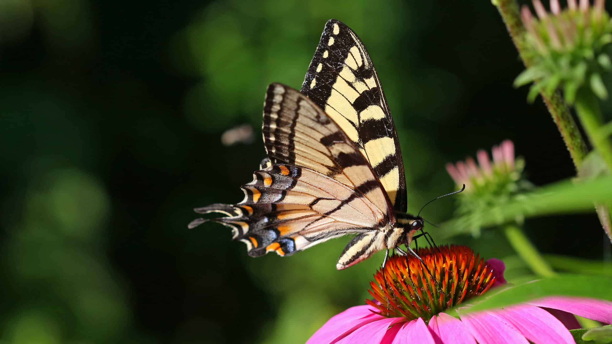 A photograph of an Eastern tiger swallowtail feeding from a purple coneflower