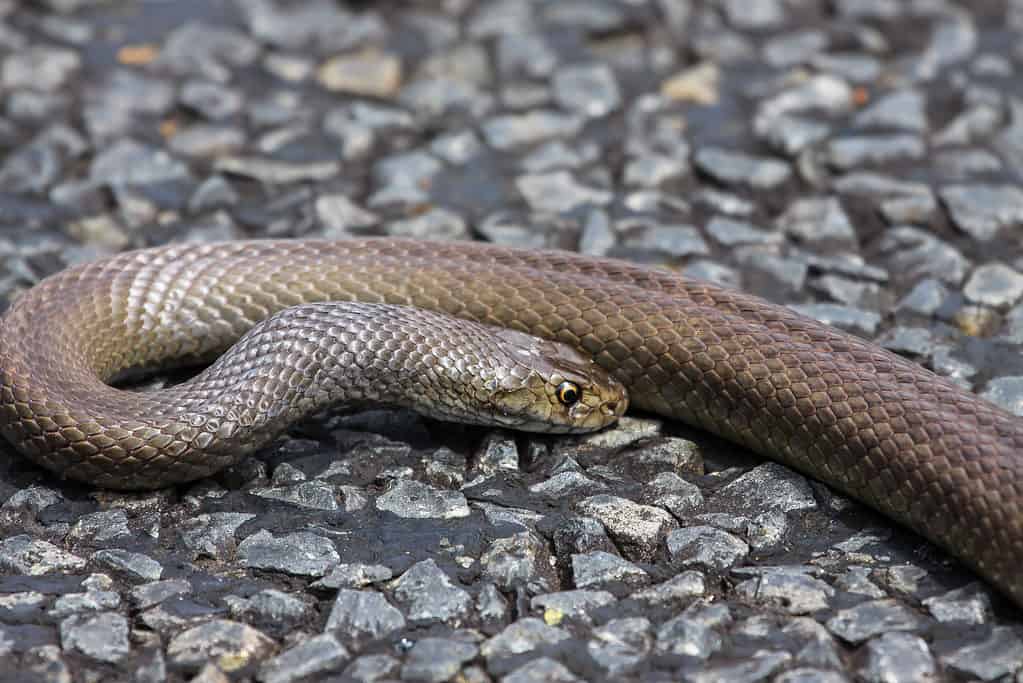 Dugite Snake - Brown Snakes in Australia