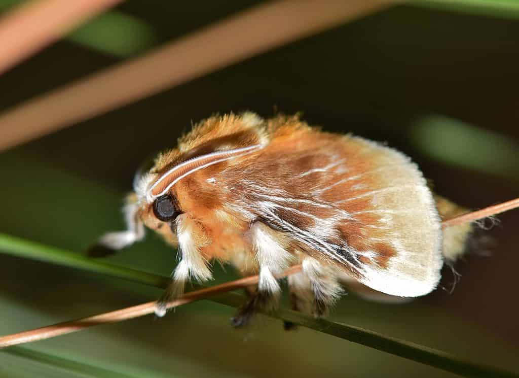 A fuzzy Southern Flannel Moth (Megalopyge opercularis) rests after emerging from its cocoon. The moth looks a bit like a tiny gerbil. The body is covered in carmel colored hairs that resemble fur. The moth is on agreen leaf.