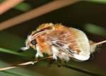 Southern flannel moth