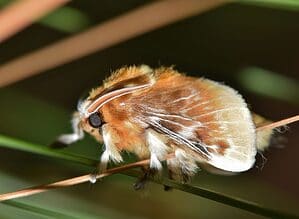 A fuzzy Southern Flannel Moth (Megalopyge opercularis) rests after emerging from its cocoon. The moth looks a bit like a tiny gerbil. The body is covered in carmel colored hairs that resemble fur. The moth is on agreen leaf.