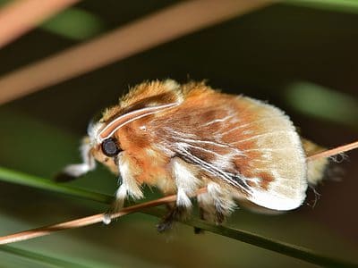 Southern Flannel Moth Picture